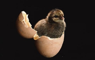 chick in the egg