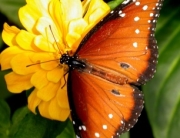 butterfly, transcendence