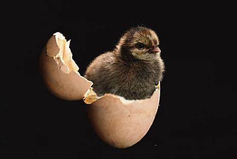 chick in the egg