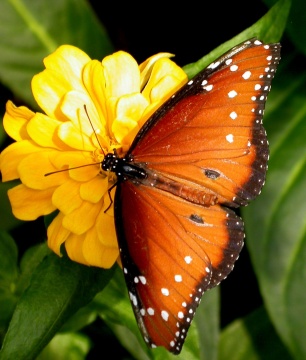butterfly, transcendence